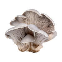 AI generated Oyster mushroom isolated on transparent background png