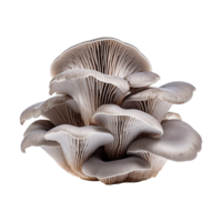 AI generated Oyster mushroom isolated on transparent background png