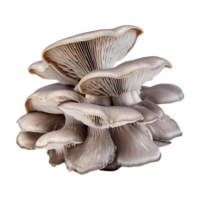 AI generated Oyster mushroom isolated on transparent background png