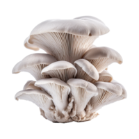 AI generated Oyster mushroom isolated on transparent background png