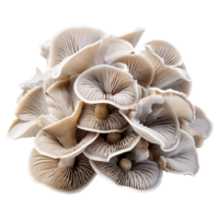 AI generated Oyster mushroom isolated on transparent background png