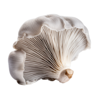 AI generated Oyster mushroom isolated on transparent background png