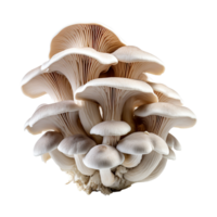 AI generated Oyster mushroom isolated on transparent background png