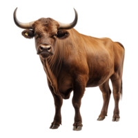 AI generated Bull with horns isolated on transparent background png