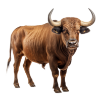 ai generiert Stier mit Hörner isoliert auf transparent Hintergrund png