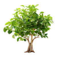 ai generado verde árbol aislado en transparente antecedentes png