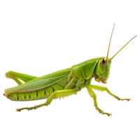 AI generated 3d grasshopper isolated on transparent background png