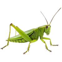 AI generated 3d grasshopper isolated on transparent background png