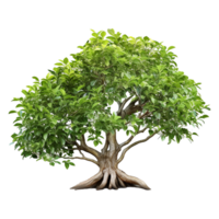 AI generated Green tree isolated on transparent background png