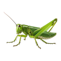 AI generated 3d grasshopper isolated on transparent background png