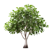 AI generated Green tree isolated on transparent background png