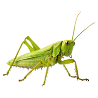 AI generated 3d grasshopper isolated on transparent background png