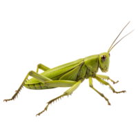 AI generated 3d grasshopper isolated on transparent background png