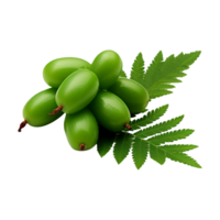 AI generated Neem fruit isolated on transparent background png