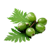 AI generated Neem fruit isolated on transparent background png