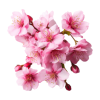 ai generato ciliegia fiorire fiore png isolato su trasparente sfondo png