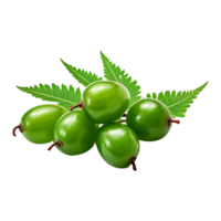 AI generated Neem fruit isolated on transparent background png