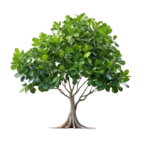 ai generado verde árbol aislado en transparente antecedentes png