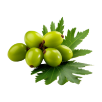 AI generated Neem fruit isolated on transparent background png