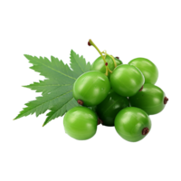 AI generated Neem fruit isolated on transparent background png
