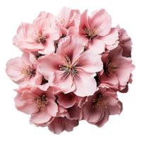 AI generated Cherry blossom flower png isolated on transparent background png