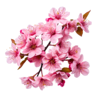 ai generato ciliegia fiorire fiore png isolato su trasparente sfondo png