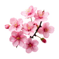 ai generado Cereza florecer flor png aislado en transparente antecedentes png