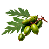 AI generated Neem fruit isolated on transparent background png