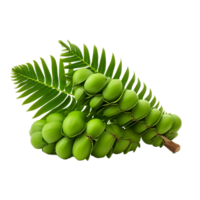 ai gegenereerd Zamia fruit PNG geïsoleerd Aan transparant achtergrond