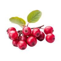 ai generato serviceberry frutta png isolato su trasparente sfondo