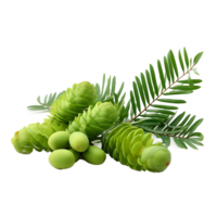 AI generated Zamia fruit png isolated on transparent background