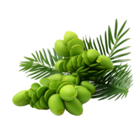 AI generated Zamia fruit png isolated on transparent background