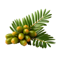 ai gegenereerd Zamia fruit PNG geïsoleerd Aan transparant achtergrond