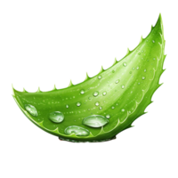 ai generiert Aloe vera png isoliert auf transparent Hintergrund