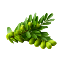 AI generated Zamia fruit png isolated on transparent background