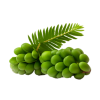 AI generated Zamia fruit png isolated on transparent background