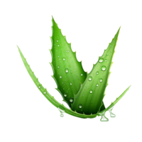 AI generated Aloe vera png isolated on transparent background