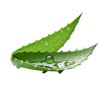 AI generated Aloe vera png isolated on transparent background