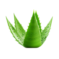 ai generiert Aloe vera png isoliert auf transparent Hintergrund