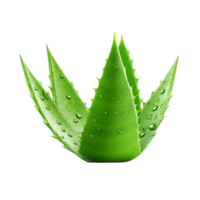 ai generiert Aloe vera png isoliert auf transparent Hintergrund