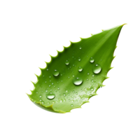 AI generated Aloe vera png isolated on transparent background