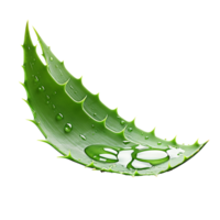 ai generato aloe Vera png isolato su trasparente sfondo