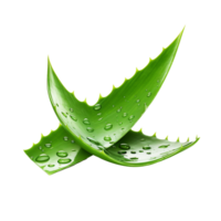 ai genererad aloe vera png isolerat på transparent bakgrund