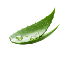 ai genererad aloe vera png isolerat på transparent bakgrund