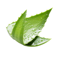 ai genererad aloe vera png isolerat på transparent bakgrund