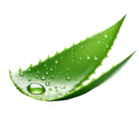 AI generated Aloe vera png isolated on transparent background
