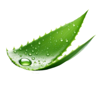 ai genererad aloe vera png isolerat på transparent bakgrund