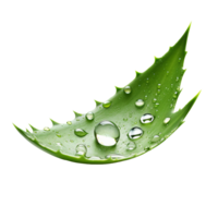 AI generated Aloe vera png isolated on transparent background