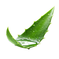 AI generated Aloe vera png isolated on transparent background