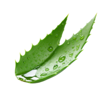 AI generated Aloe vera png isolated on transparent background